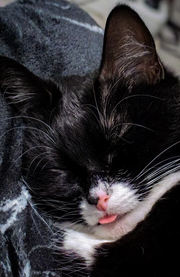 Правила гигиены с животными после нанесения тату