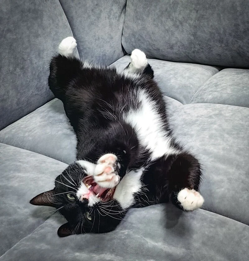 Уход за татуировкой если дома есть животные